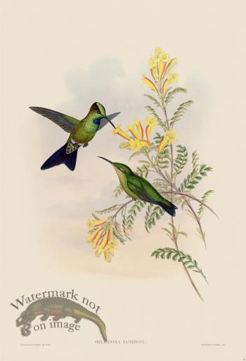 Gould Hummingbird 095